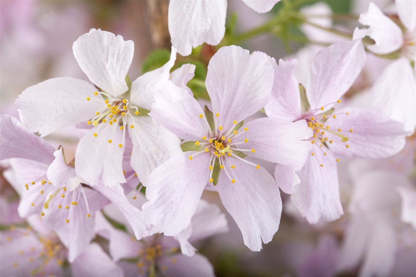 Pflanzen-für-dich.de Prunus kurilensis 'Brillant', Zierkirsche, rosa Blüten, 60–80 cm 7625