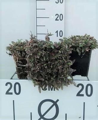 GRDplanten 6 x Leptinella potentillina (cotula pot.) - Fiederpolster - Topf 9 x 9 cm