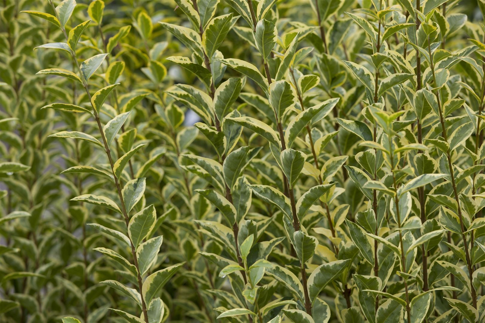 Pflanzen-für-dich.de Ligustrum ovalifolium 'Aureum', Goldliguster, gelb-grün, 15–30 cm