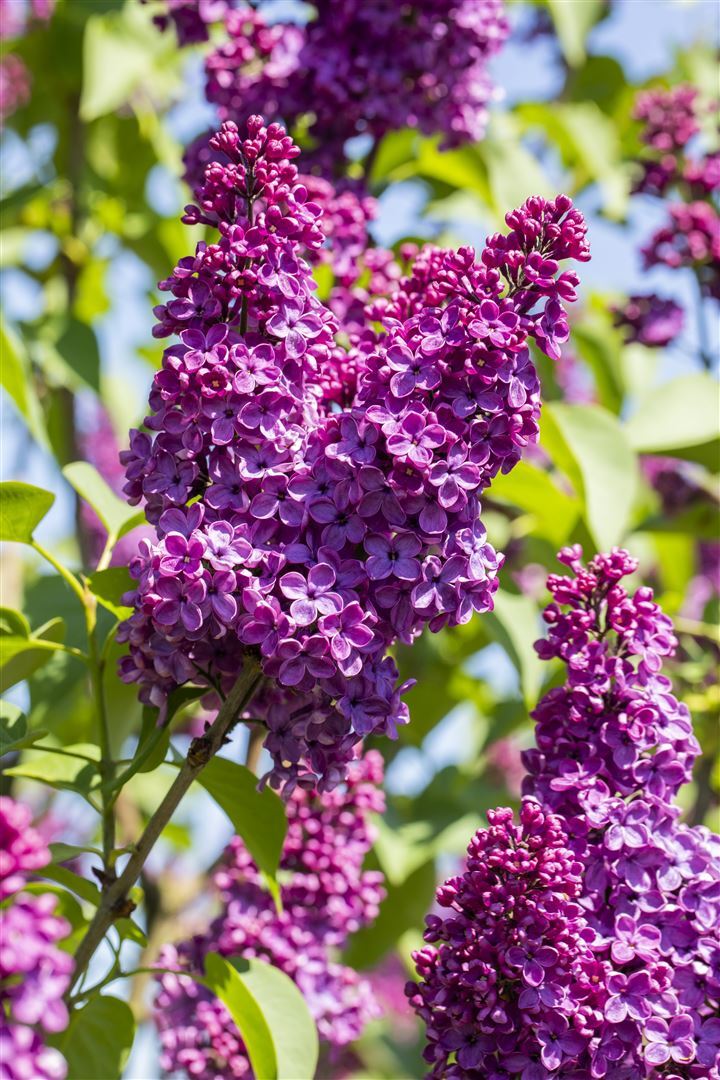 Pflanzen-für-dich.de Syringa vulgaris 'Sarah Sands', Flieder, lila, 40–60 cm