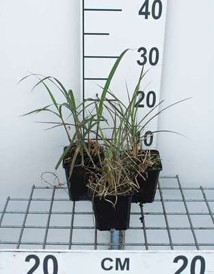 GRDplanten 6 x Miscanthus sin. 'Red Chief' - Chinaschilf - Topf 9 x 9 cm