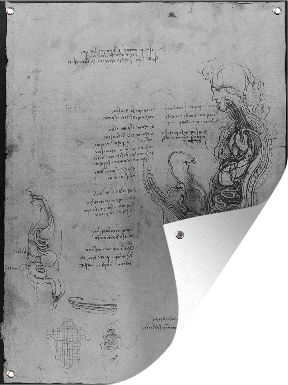 MuchoWow® 60x80 cm Outdoor-Poster Gartendeko Sichtschutz Garten Poster für den Garten Die menschliche Fortpflanzung - Leonardo da Vinci 133|38377331