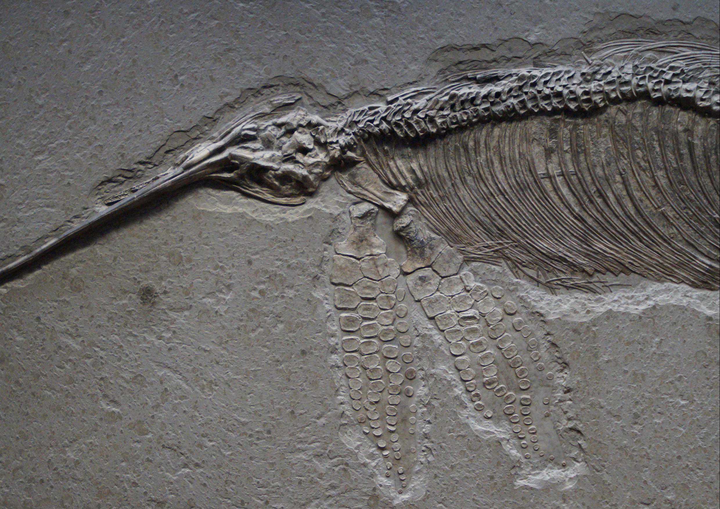 hansepuzzle 11314 - Versteinerung Puzzle, 260 Teile, Orte, 41,0 x 28,0cm mit hochwertiger Aufbewahrung, Kartonbox und wiederverschließbarem Beutel