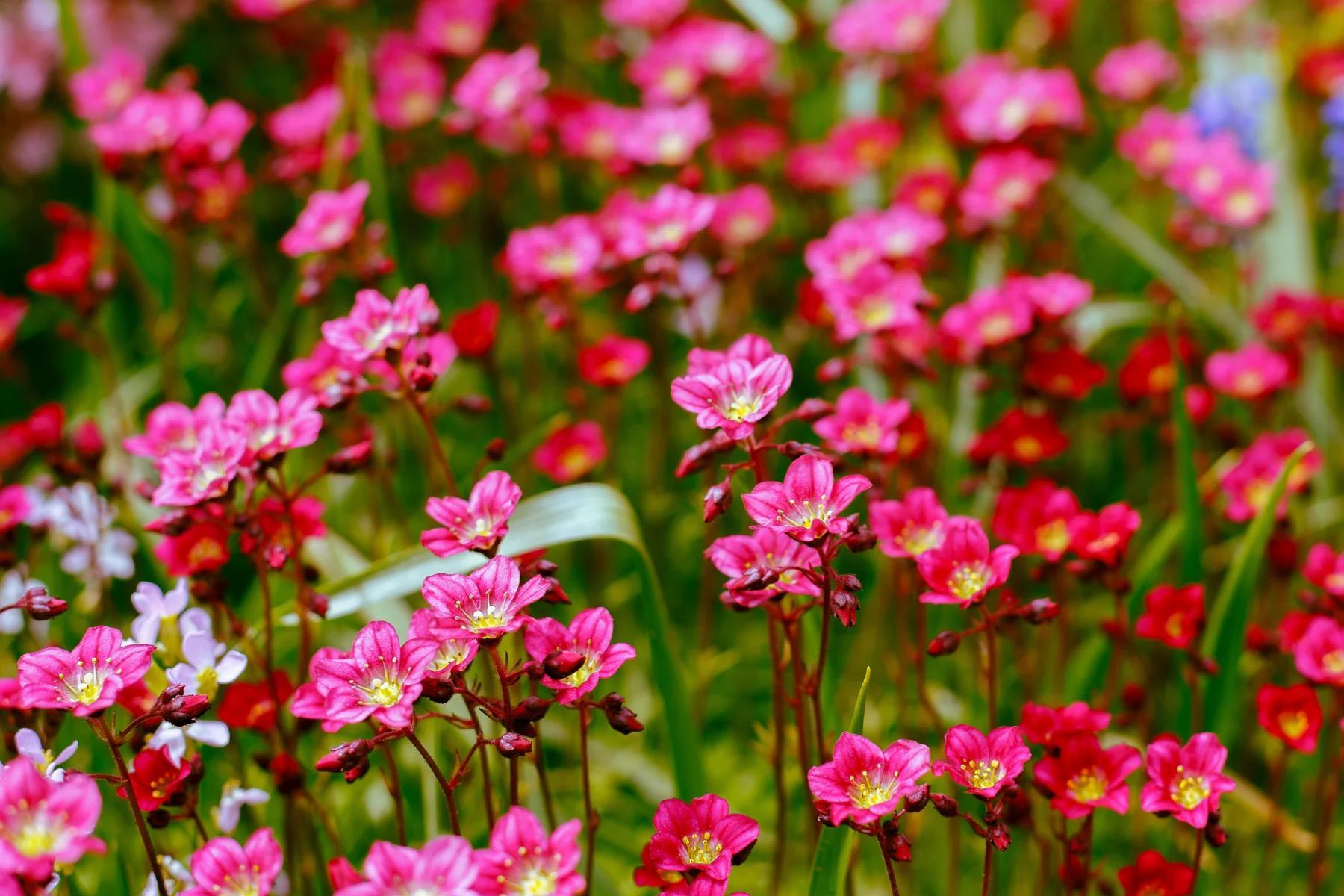 Stauden Gänge 1 x Saxifraga x arendsii 'Ice Colours Pearl Red' - Roter Moos-Steinbrech - Leuchtend roter Polster-Steinbrech für Frühlingsakzente