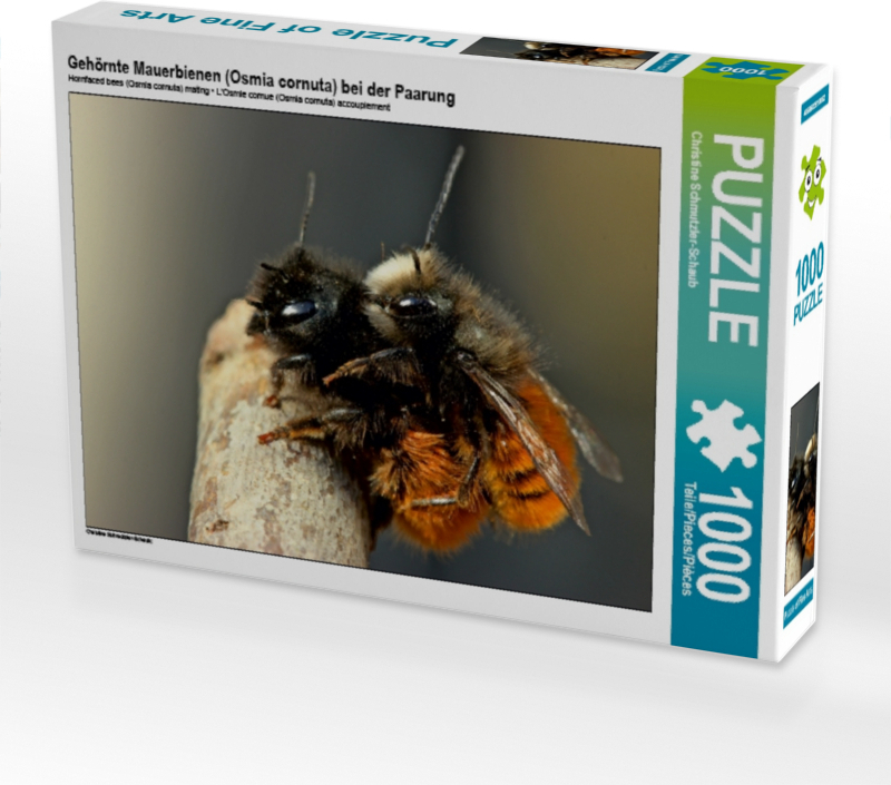 Calvendo Gehörnte Mauerbienen (Osmia cornuta) bei der Paarung 1000 Teile Puzzle quer 640x480mm, Schmutzler-Schaub Christine; 7339074