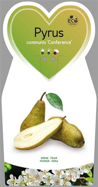 Blumen-Senf Birnbaum „Conference“ ca. 120 cm – Pyrus communis ‘Conference’ – Herbstbirne im Topf (Höhe inkl. Topf 100-120 cm) Pyrus communis 'Conference'