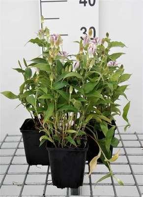 GRDplanten 6 x Tricyrtis hirta - Krötenlilie - Topf 9 x 9 cm