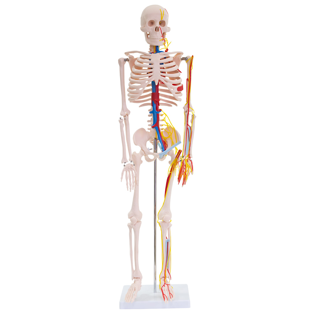 Original Lehrmittel Anatomie Skelett auf Ständer 85 cm Deko Skelett 