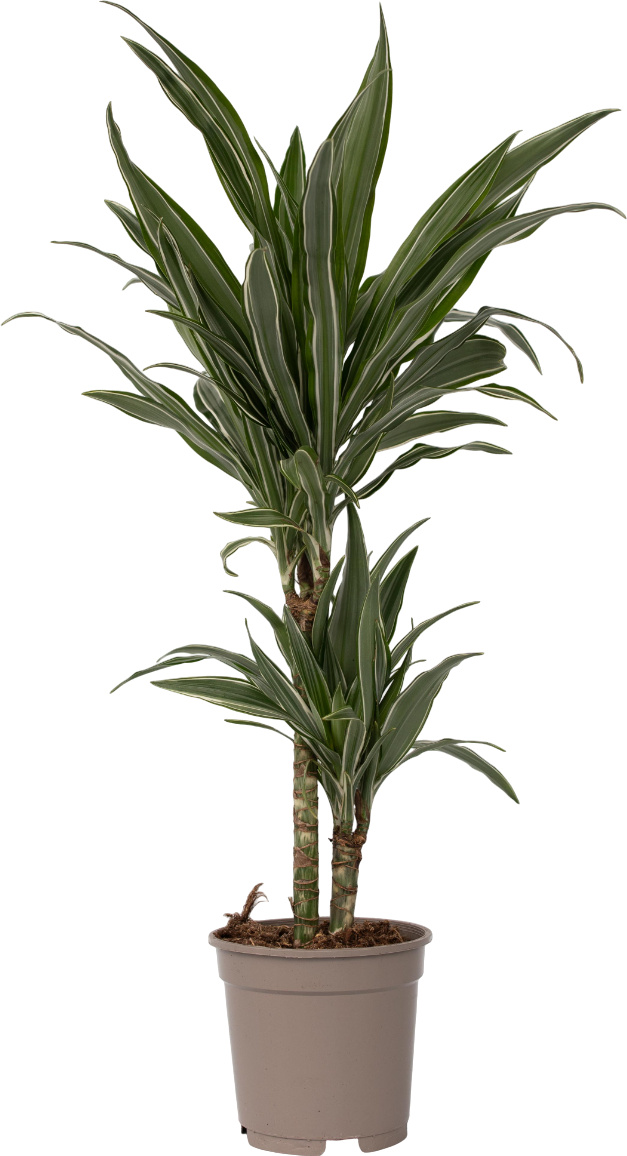 Dracena Venkovni (vegetačního období, Během vegetačního, Během vegetačního období, celkovou vitalitu, dracény jaře) Dracena Venkovni