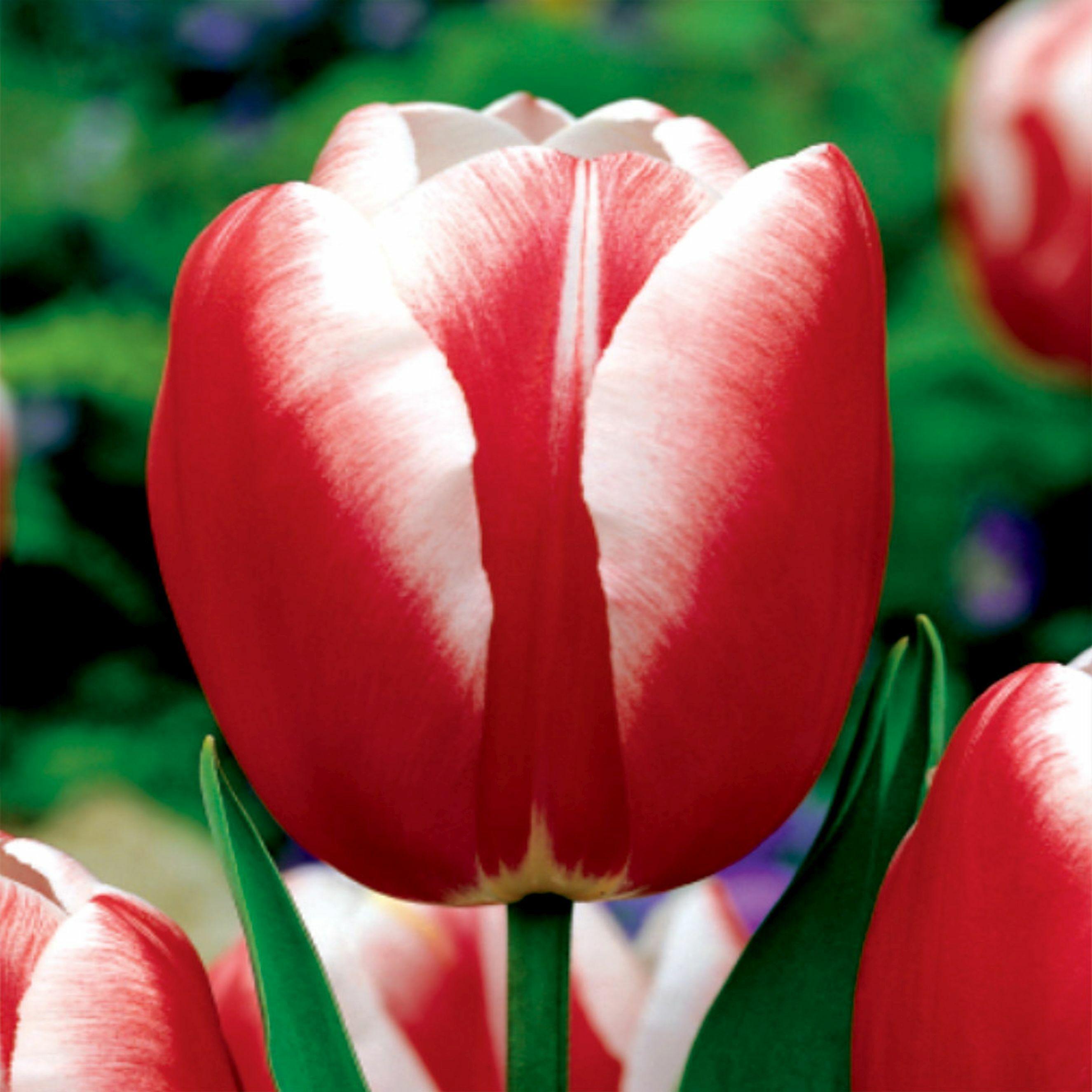 Benex Tulpen Blumenzwiebeln Zwiebeln Tulpenzwiebeln Tulpe Leen Van Der Mark 5 St.