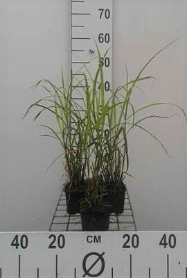 GRDplanten 6 x Miscanthus sin. 'Strictus' - Chinaschilf - Topf 9 x 9 cm