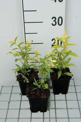 GRDplanten 6 x Solidago hybr. 'Golden Mosa' - Goldrute - Topf 9 x 9 cm