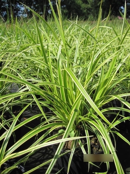 Baumschule Carex foliosissima Vanilla Ice - Garten-Segge Vanilla Ice