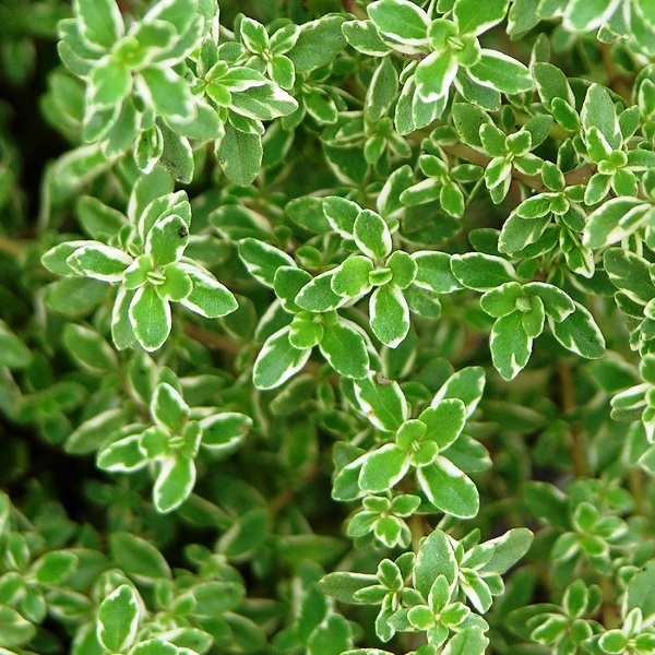 Arborix, grüner und billiger 6 x Zitronen-Thymian - Thymus citriodorus | Topf 9cm x 9cm VPL-THYCIT