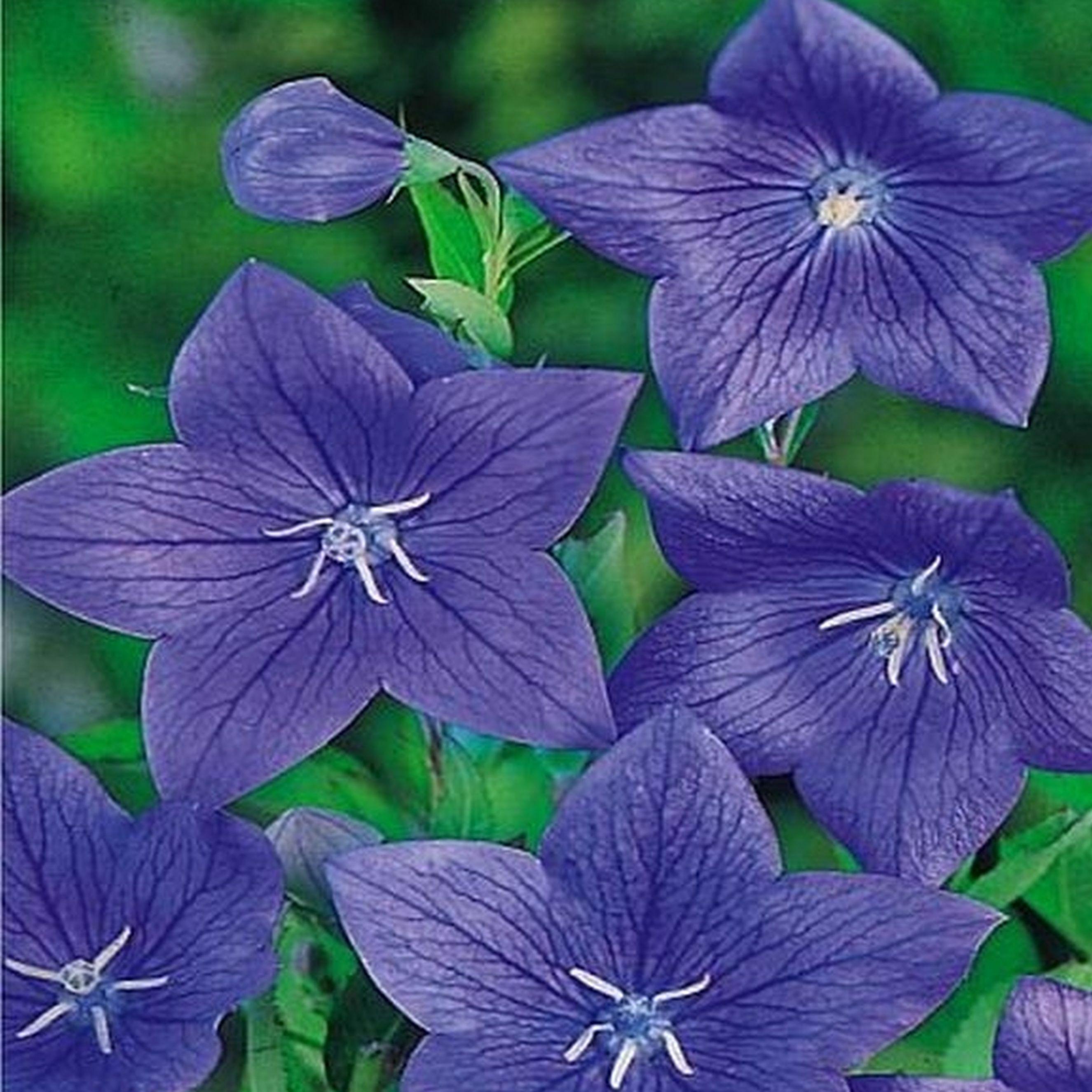 Benex Glockenblume Rhizom Platycodon Chinesische Glockenblume Fuji Blue 1 St.