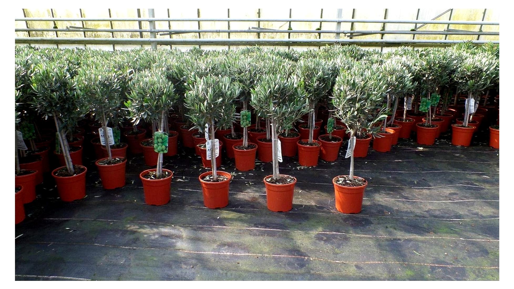 Markenlos Olivenbaum Olea Europaea, Stammhöhe 80-100 cm