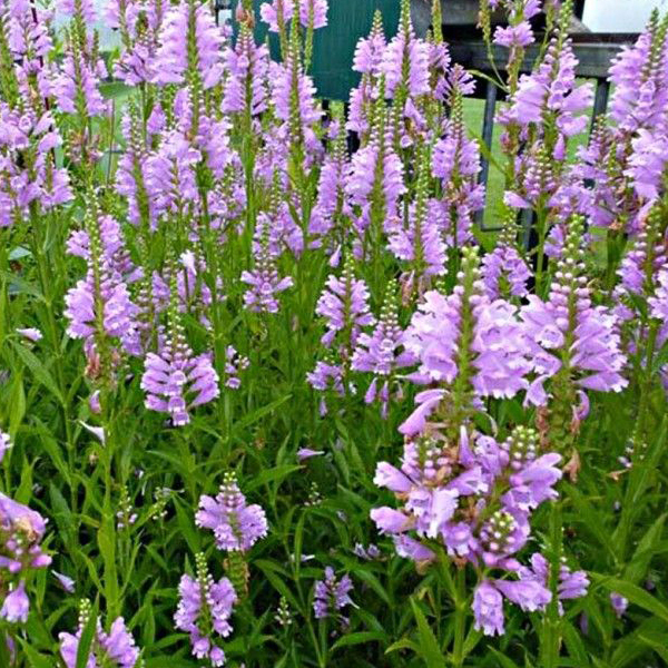 Arborix, grüner und billiger 6 x Gelenkblume Bouquet Rose - Physostegia virginiana 'Bouquet Rose' - Topf 9cm x 9cm
