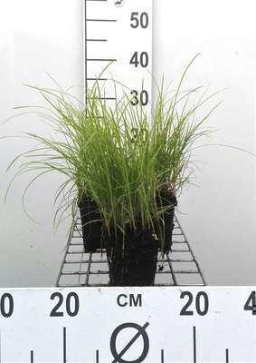 GRDplanten 6 x Cyperus longus - Lang-Segge - Topf 9 x 9 cm
