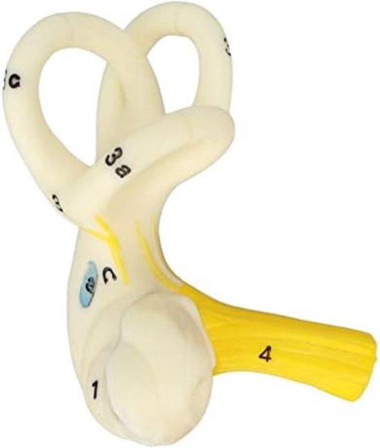 OEM Anatomisches Modell 2026