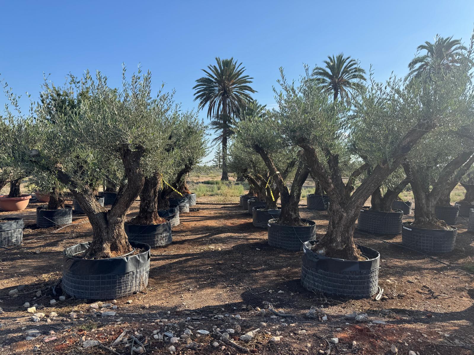 Sunny Tree - Olea Europaea Lechin Olivenbaum Pompon – 80 Jahre alt – 240 cm hoch – Stammumfang 80/100 cm – – Winterhart – Mediterrane