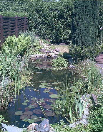 Mühlan Wasserpflanzen Über 20 Wasserpflanzen für den Gartenteich, Teich 519