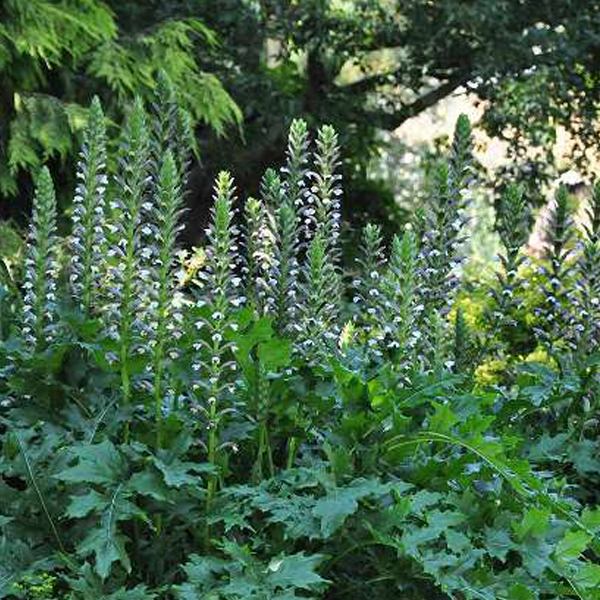 Arborix, grüner und billiger 6 x Weiche Bärenklaue - Acanthus mollis | Topf 9cm x 9cm ACMOLLIS-113