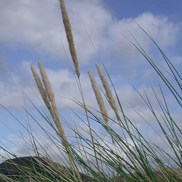 Arborix, grüner und billiger 6 x Strandhafer - Ammophila arenaria | Topf 9cm x 9cm AMARENAR-113