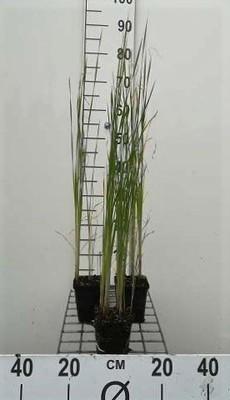 GRDplanten 6 x Typha laxmannii - Laxmanns Rohrkolben - Topf 9 x 9 cm