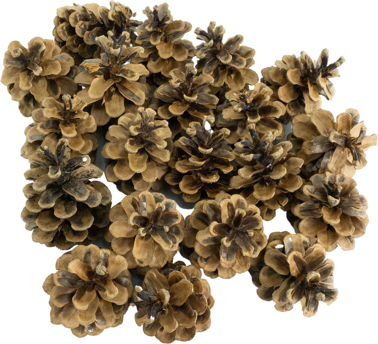 Getzoo Deutsche Tannenzapfen Naturzapfen für Deko, Insektenhaus, Weihnachts- & Adventsdeko, 1kg ca. 60 STK.