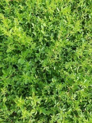 GRDplanten 6 x Ononis spinosa - Hauhechel - Topf 9 x 9 cm