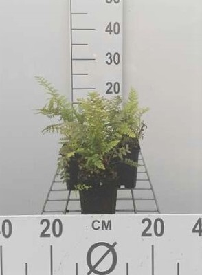 GRDplanten 6 x Polystichum setiferum - Weicher Schildfarn - Topf 9 x 9 cm