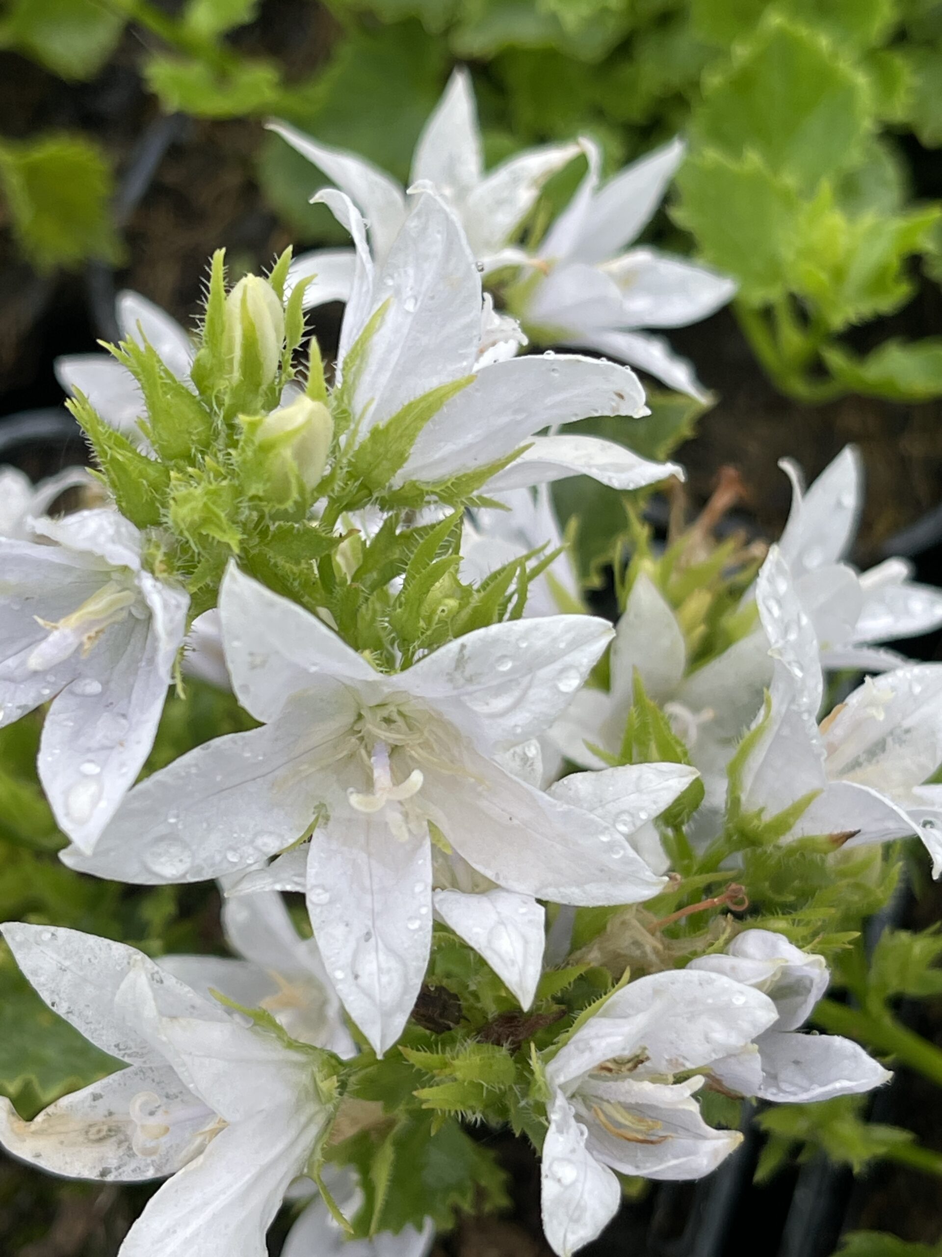 GRDplanten 6 x Campanula poscharskyana. 'E.h. Frost' - Frost-Glockenblume - Topf 9 x 9 cm
