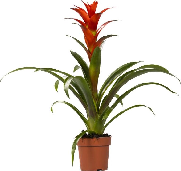 MEERGroothandel Bromelie Ostara - Ø12cm - 45cm