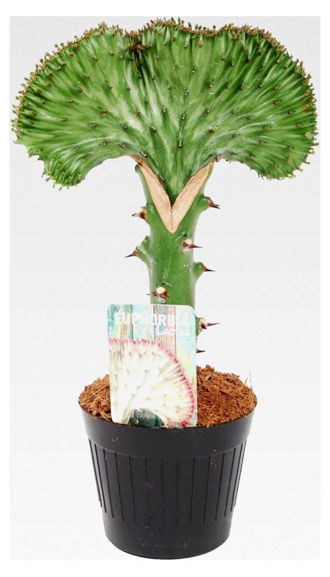 Markenlos Euphorbia lactea Cristata grün - Kaktus - Höhe 25-45 cm - Topfgröße Ø12 cm