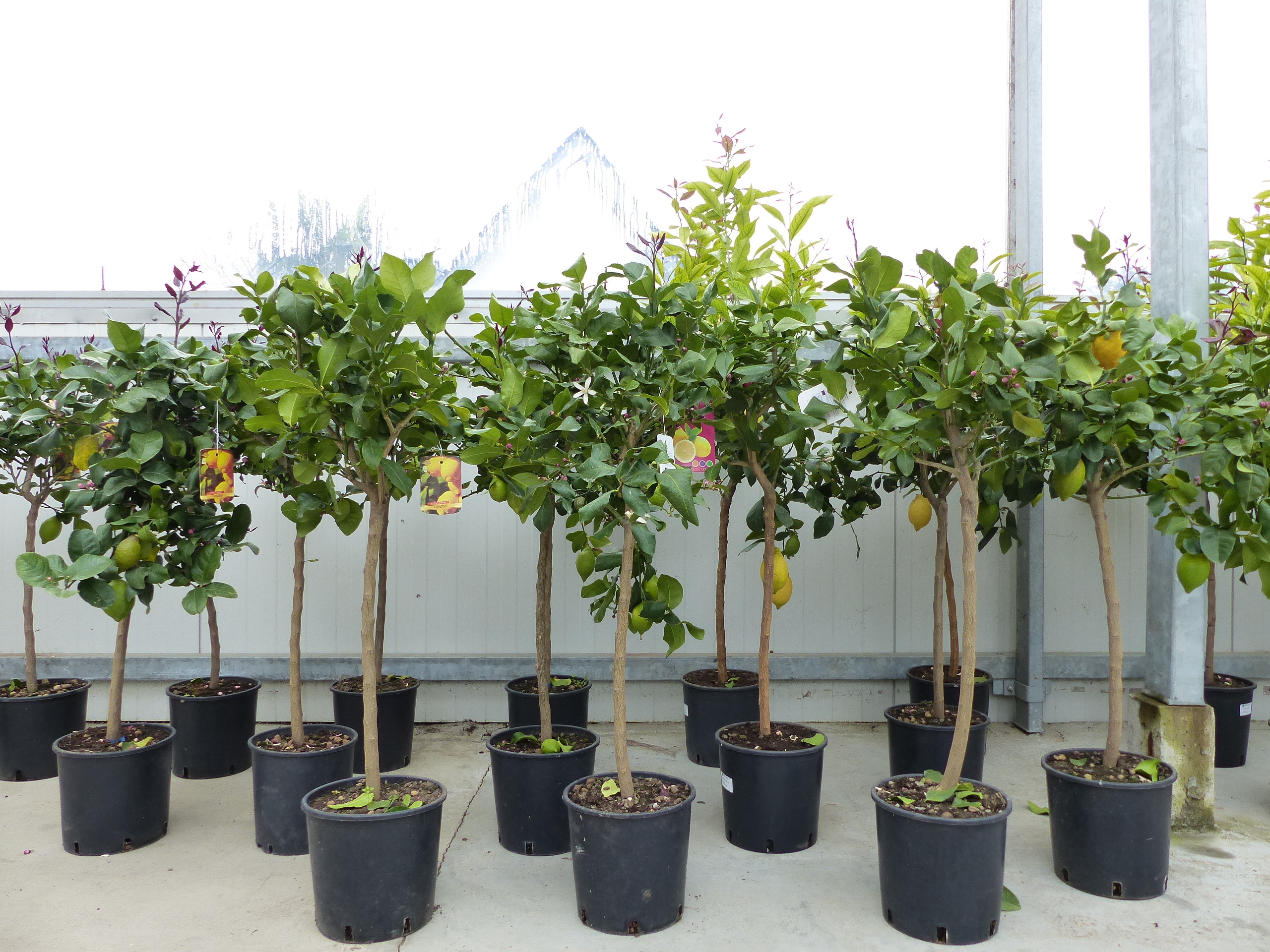 Grünwaren Zitrus Zitronenbaum Zitrone Citrus Limon Limone 120 - 140 cm Zitruspflanze