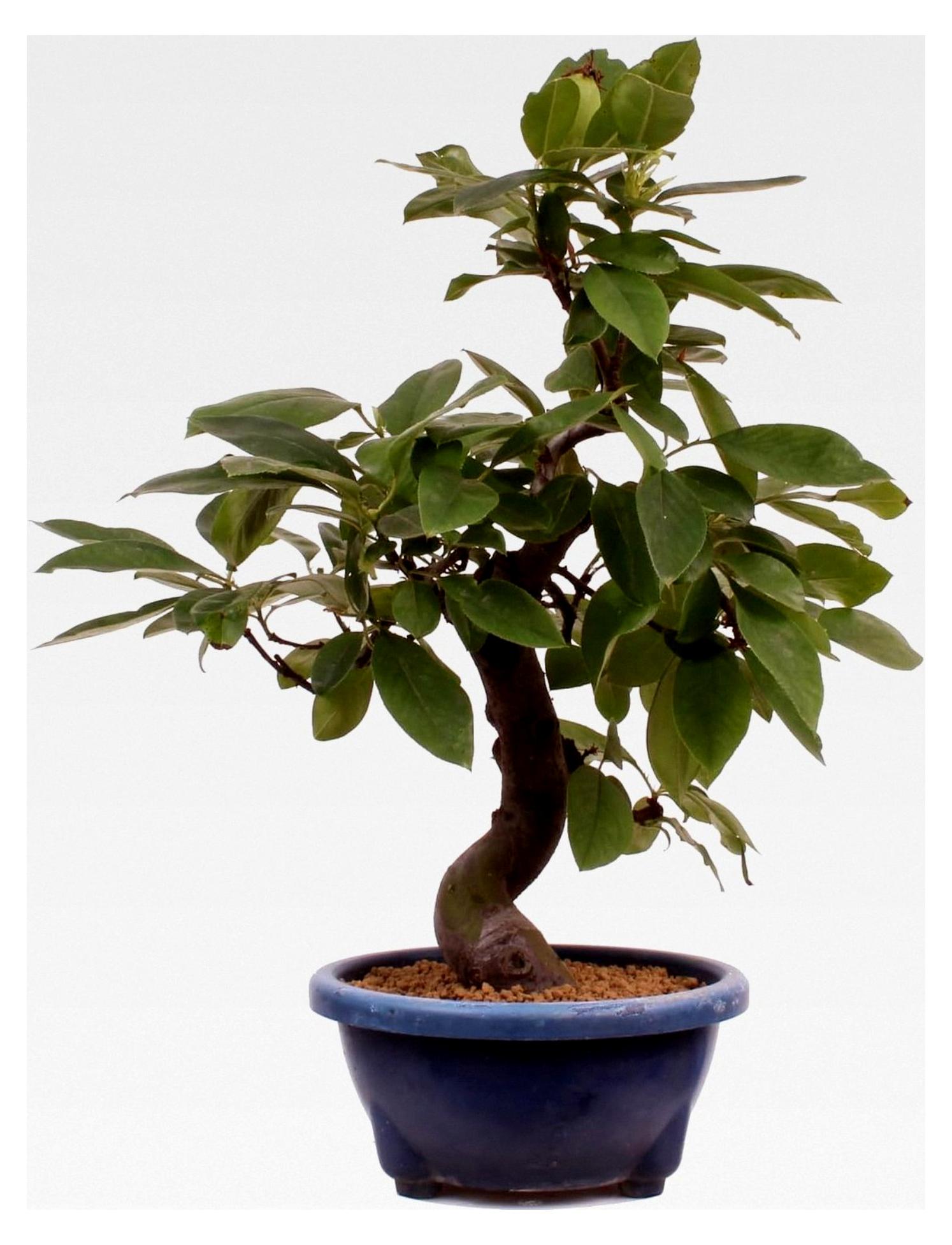 Markenlos Bonsai - Pseudocydonia sinensis, Holzquitte