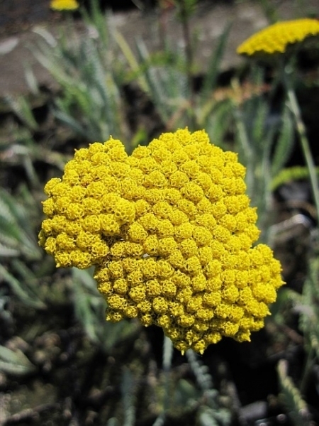 Baumschule Goldquirl-Garbe Schwellenburg - Achillea clypeolata Schwellenburg