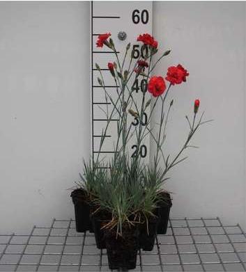 GRDplanten 6 x Dianthus (p) 'David' - Nelke - Topf 9 x 9 cm