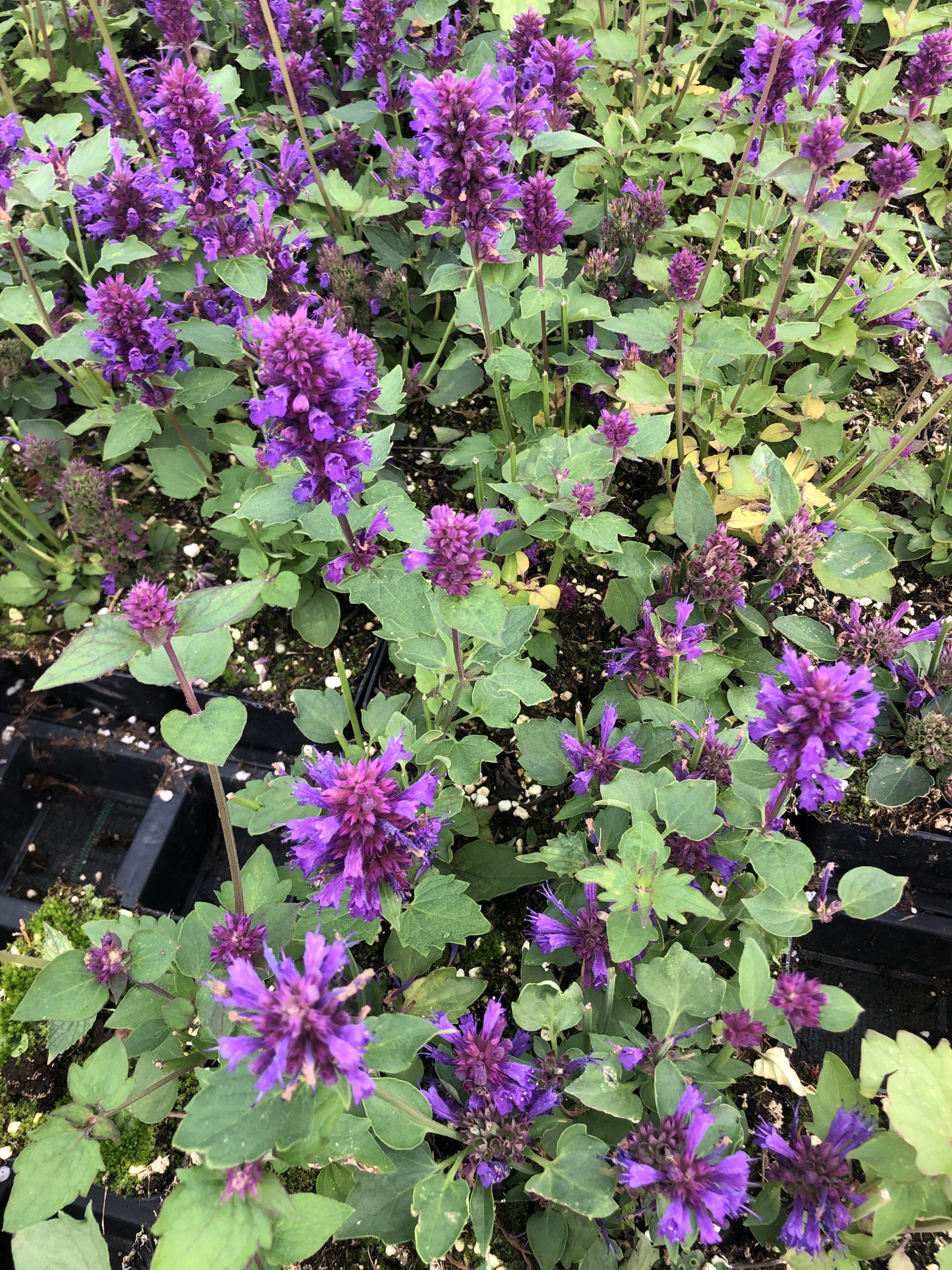 Brandless 6 xAgastache 'Blue Boa' - S§holzpflanze im 9x9 cm Topf