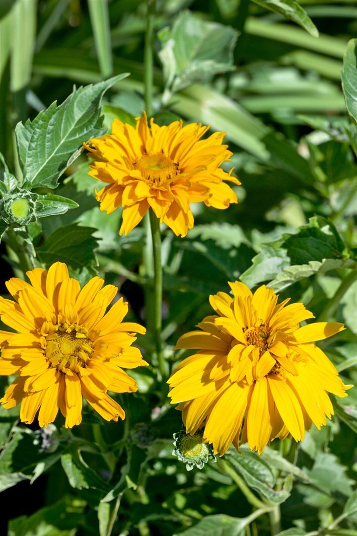 Pflanzen-für-dich.de Heliopsis scabra 'Sommersonne', Sonnenauge, gelb, ca. 11x11 cm Topf SANA001811