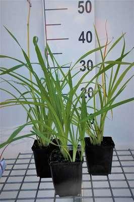 GRDplanten 6 x Hemerocallis hybr. 'Aten' - taglilie - Topf 9 x 9 cm