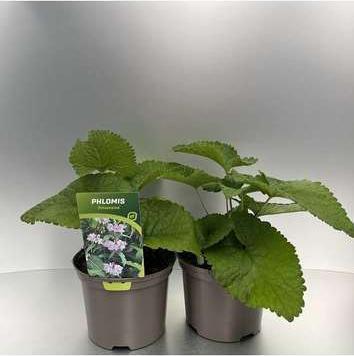 GRDplanten 6 x Phlomis tub. 'Amazone' - Brandkraut - Topf 9 x 9 cm