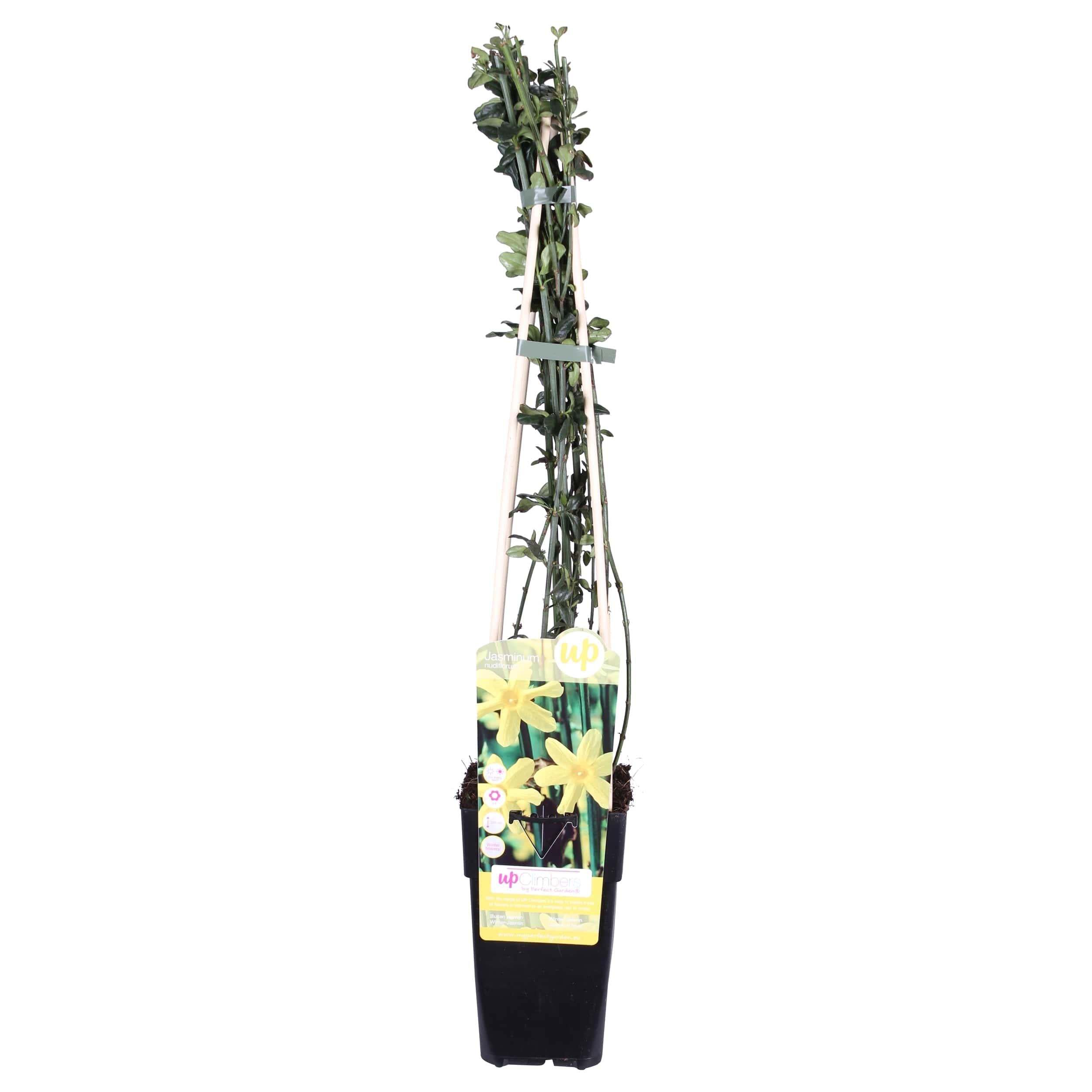 Everspring Gelber Winterjasmin - Ø15cm - 65cm 6652
