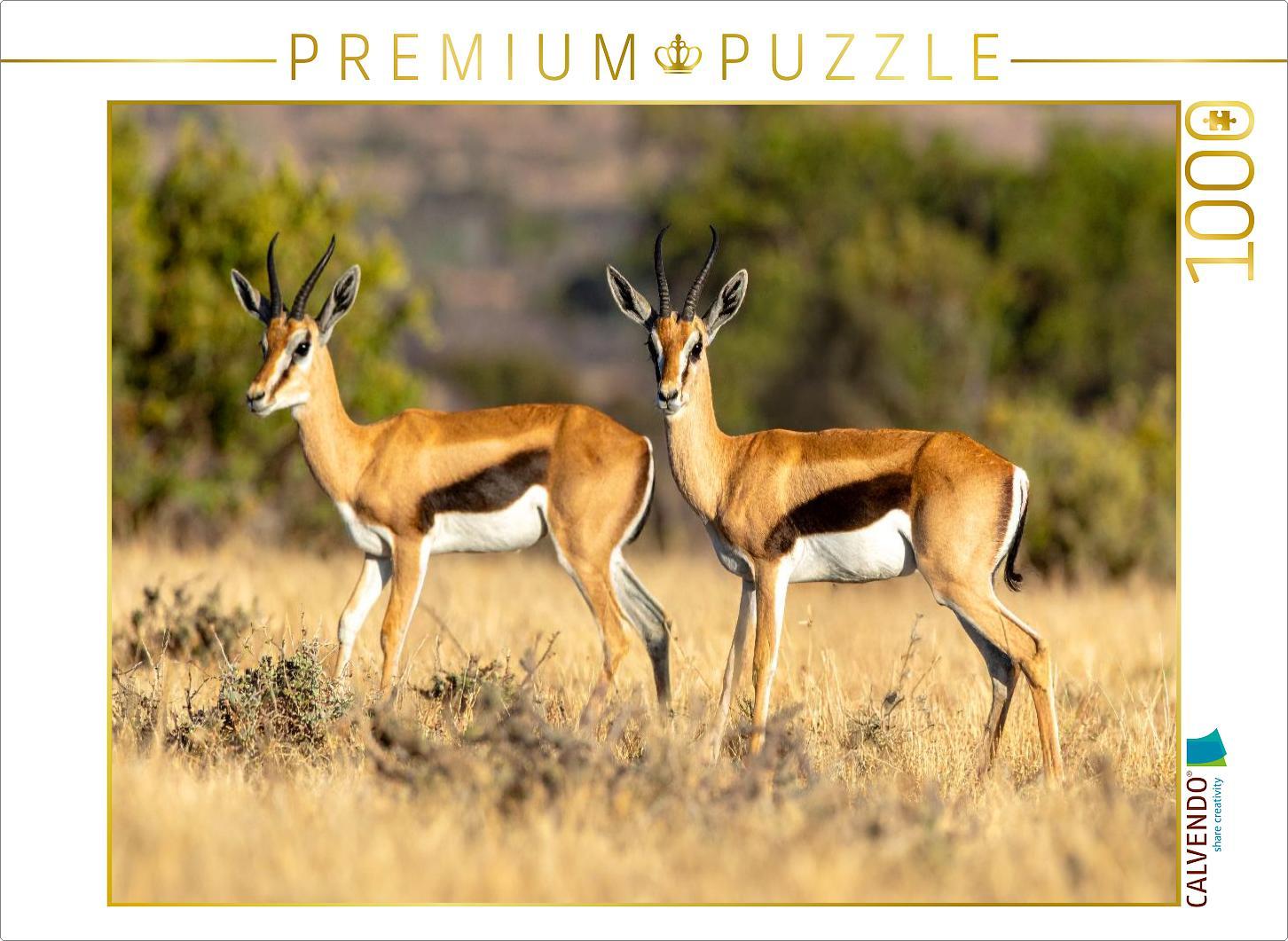CALVENDO Puzzle Springbock Antilopen in der Savanne | 1000 Teile Lege-Größe 64x48cm Foto-Puzzle für glückliche Stunden