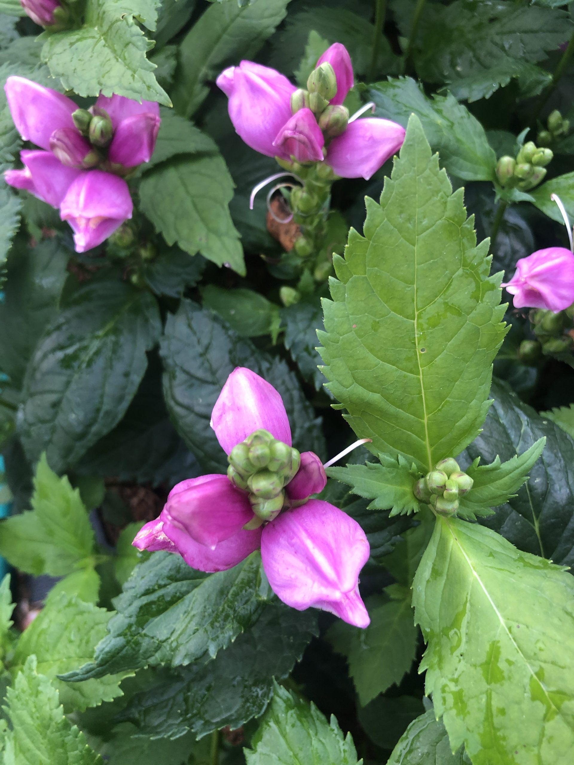 Brandless 6 x Chelone obliqua - Schildkrtenblume im 9x9 cm Topf