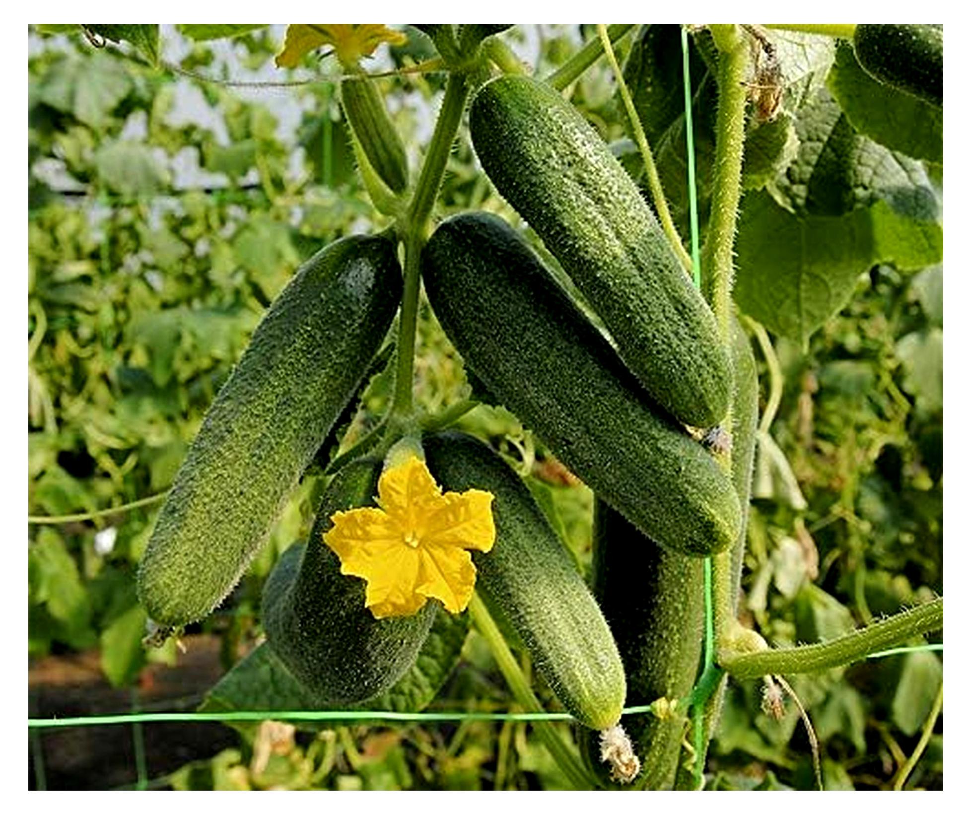 Markenlos Gurkensamen Amelia F1 Einlegegurke Portion