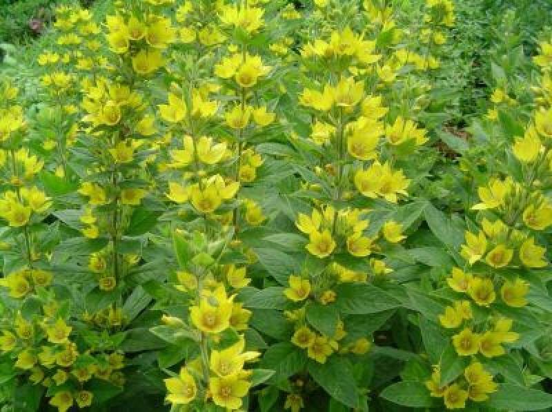 Fechner Pflanzen Gold-Felberich - goldgelbe Ähren - wüchsige Wildstaude - Co. 2 L