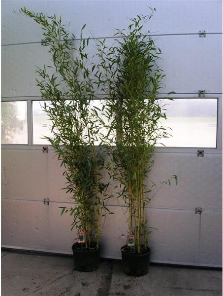 Blumen-Senf Phyllostachys aureosulcata 'Spectabilis' Topf C5-5 Liter ca. 125-150 cm - Zick Zack Bambus