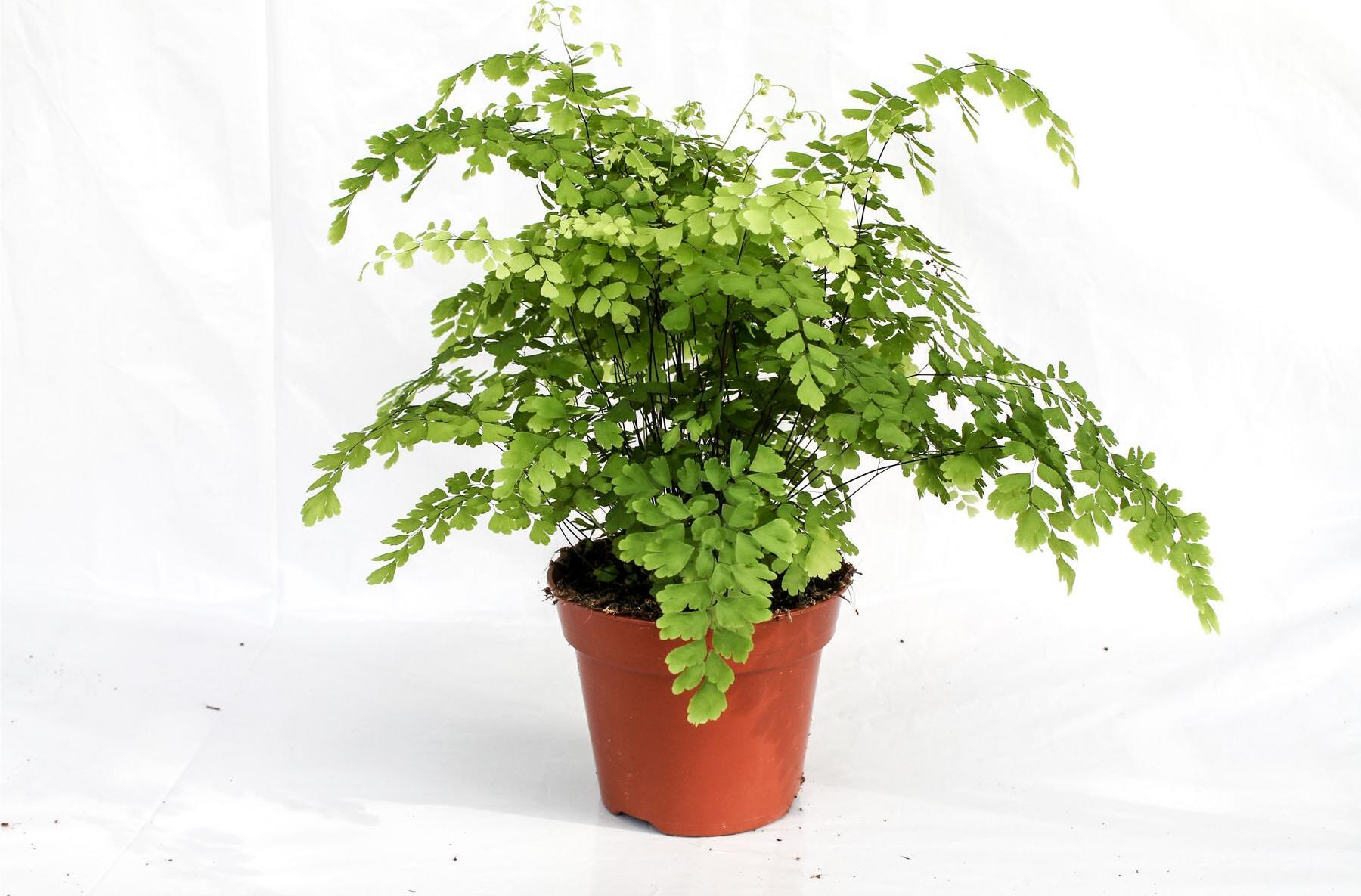 GardenersDream Adiantum Raddianum Fragrans - Fougère Cheveux De Vénus Pot 12 Cm