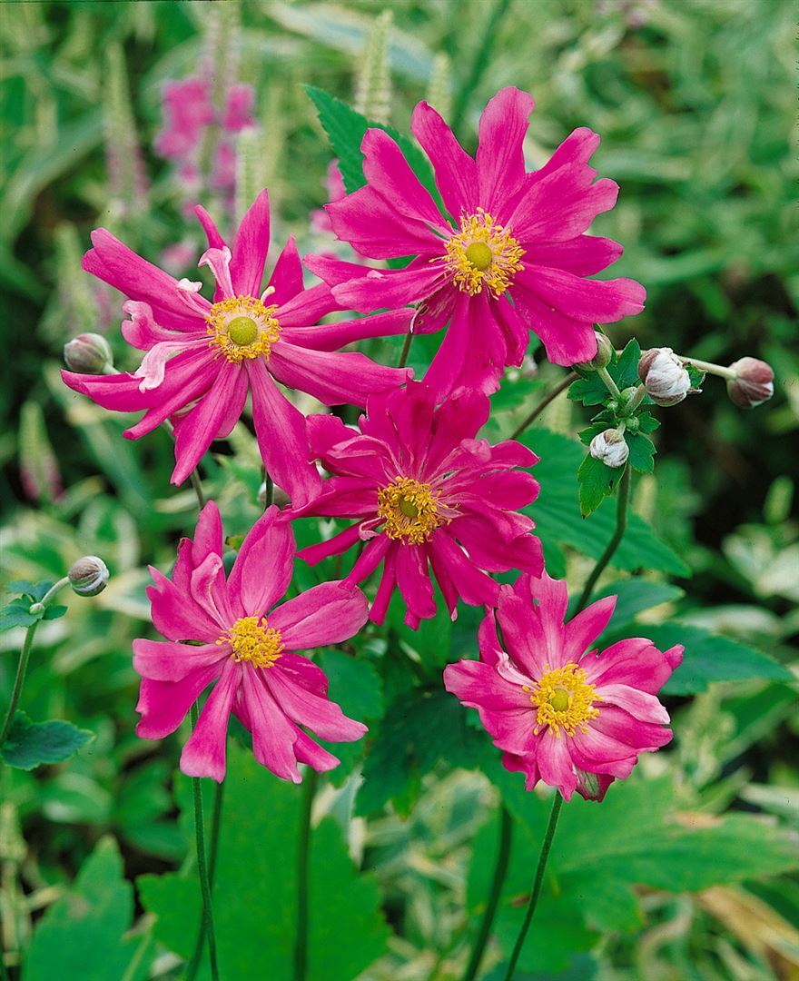 Pflanzen-für-dich.de Anemone japonica 'Prinz Heinrich', Herbstanemone, rosa, ca. 9x9 cm Topf SANA000451